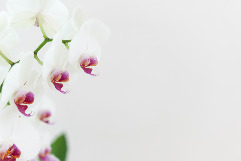 Spuren der Urkraft Orchidee